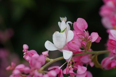 Close-up of pink cherry blossoms