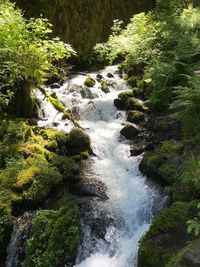 Scenic view of waterfall in forest