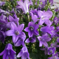 Close-up of purple flowers blooming outdoors