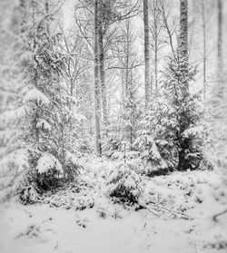 Snow covered trees in forest