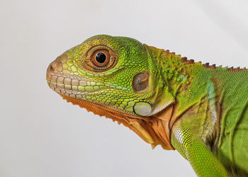 Close-up of a lizard