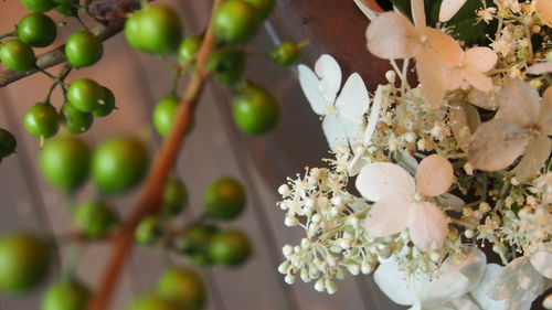 Close-up of white flowers on tree