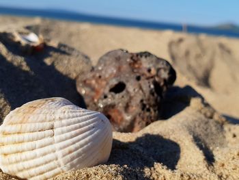 Close-up of shells on sand at beach