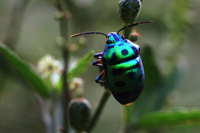 Close-up of ladybug on a plant