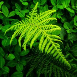 Close-up of fern leaves