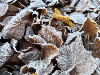 Close-up of frozen leaves during winter