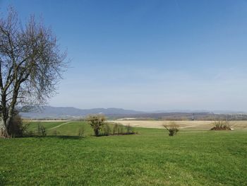 Scenic view of field against sky