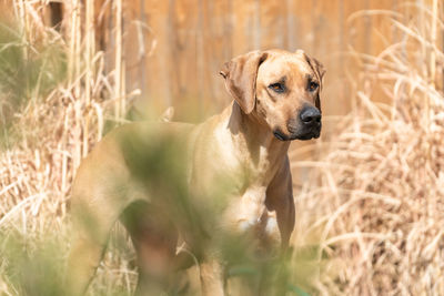 Dog looking away on field