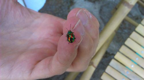 Close-up of insect on hand