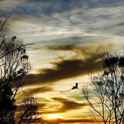 Silhouette bird by tree against sky during sunset