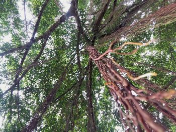 Low angle view of lizard on tree