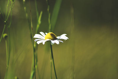 Close-up of white flowering plant