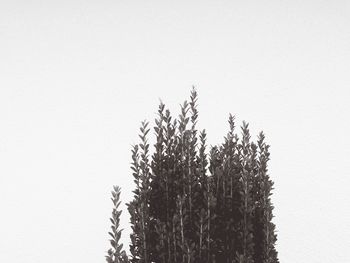 Low angle view of trees against clear sky