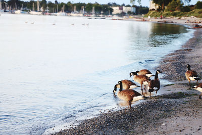 View of dog in lake