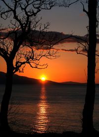 Silhouette of bare trees at sunset