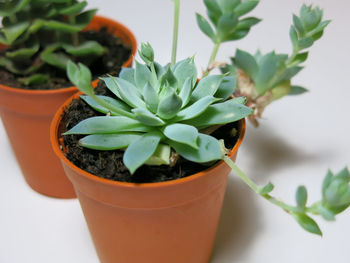 Close-up of potted plant