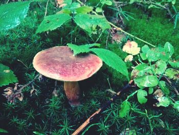 Close-up of mushroom growing on field