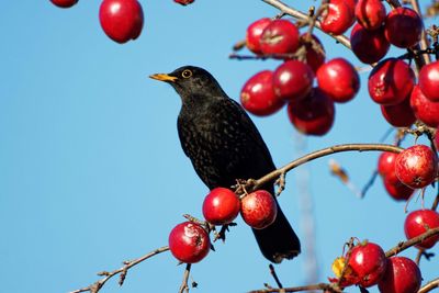 Low angle view of fruits on tree