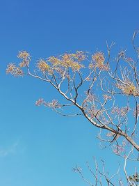 Low angle view of flowering plant against clear blue sky