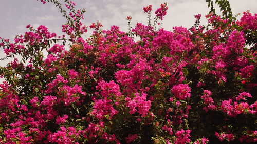 Pink flowers blooming on tree