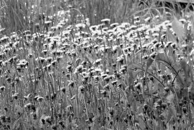 Close-up of wet plants on field