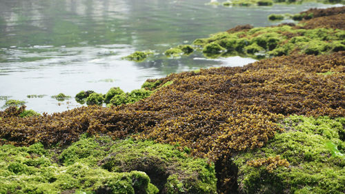 Scenic view of sea