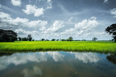 Scenic view of field against sky