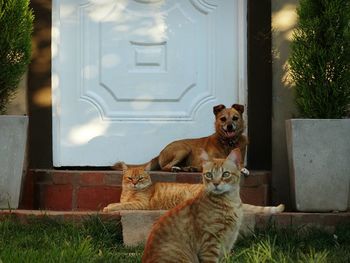 Cat sitting on grass