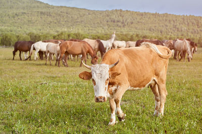 Herd of cows on field