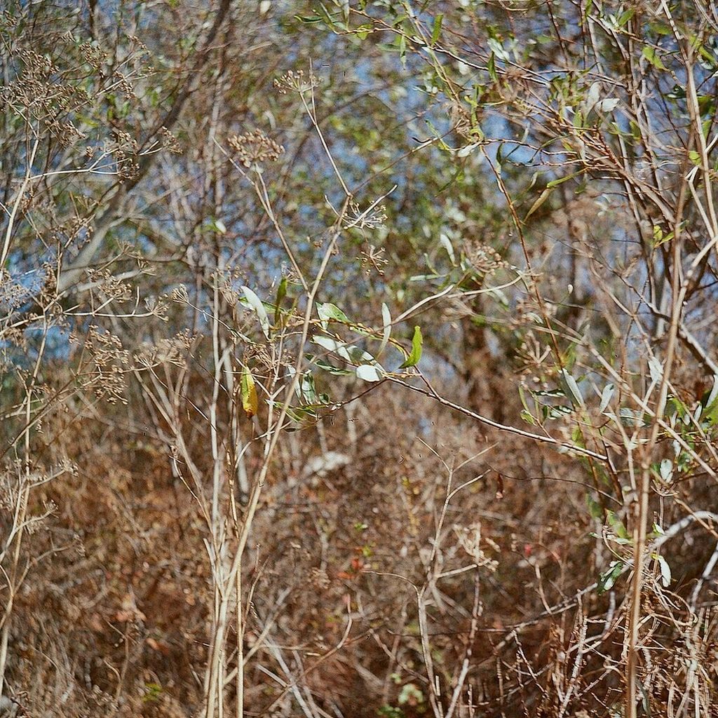 plant, growth, nature, grass, water, tranquility, beauty in nature, branch, day, outdoors, tree, no people, close-up, tranquil scene, field, forest, non-urban scene, focus on foreground, sunlight, scenics