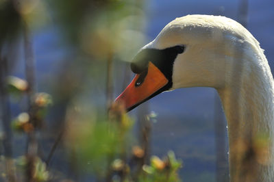 Close-up side view of a bird against blurred background