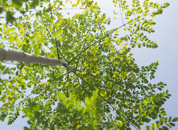 Low angle view of tree against sky