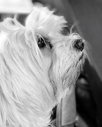 Close-up of a dog at home