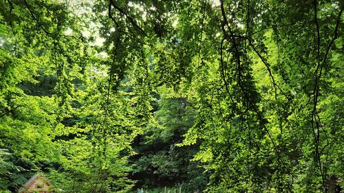 View of lush trees in forest