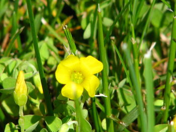 Close-up of yellow flower blooming outdoors