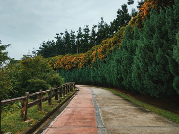 Footpath amidst trees against sky during autumn