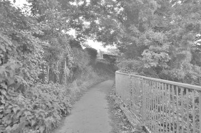 Footpath amidst trees