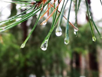 Close-up of raindrops on leaf