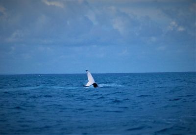 Seagull in a sea