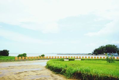 Scenic view of grass against sky