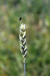 Close-up of lizard on plant