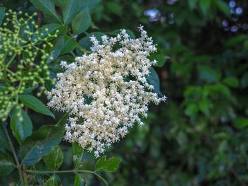 Close-up of white flowering plant