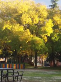 Trees in park