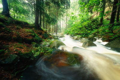 Stream flowing through rocks in forest