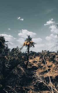 Low angle view of trees on field against sky