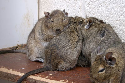 Close-up of rodents on table