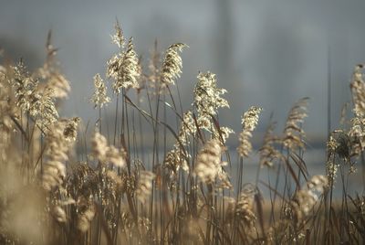 Close-up of plants growing in field