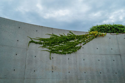 Close-up of plant against wall