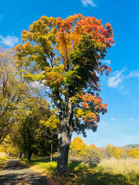 Trees on field against sky during autumn