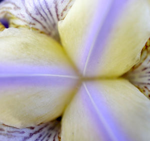 Full frame shot of purple flower